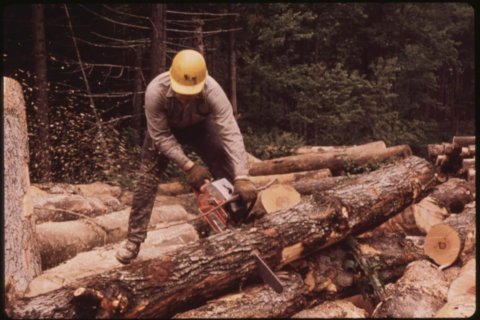 Man working in trees: Becoming a lumberjack, finding meaning