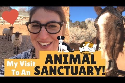 My Visit to Best Friends Animal Sanctuary in Utah!