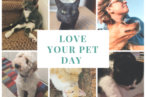 Love Your Pet Day gift guide