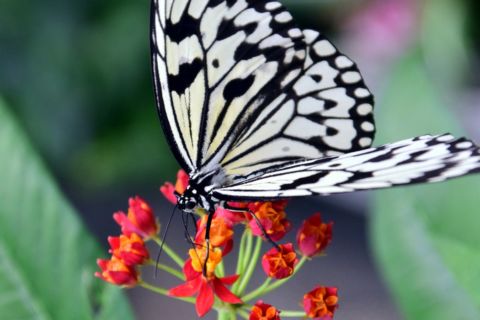 Want a butterfly garden? It’s easier to create than you think