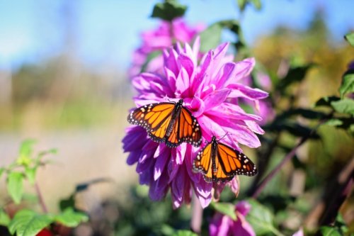 Butterflies and flower