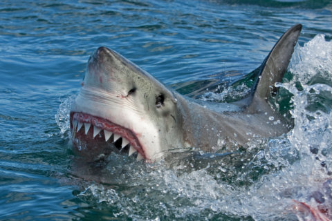 The 30th anniversary of Shark Week reminds us that sharks are scary