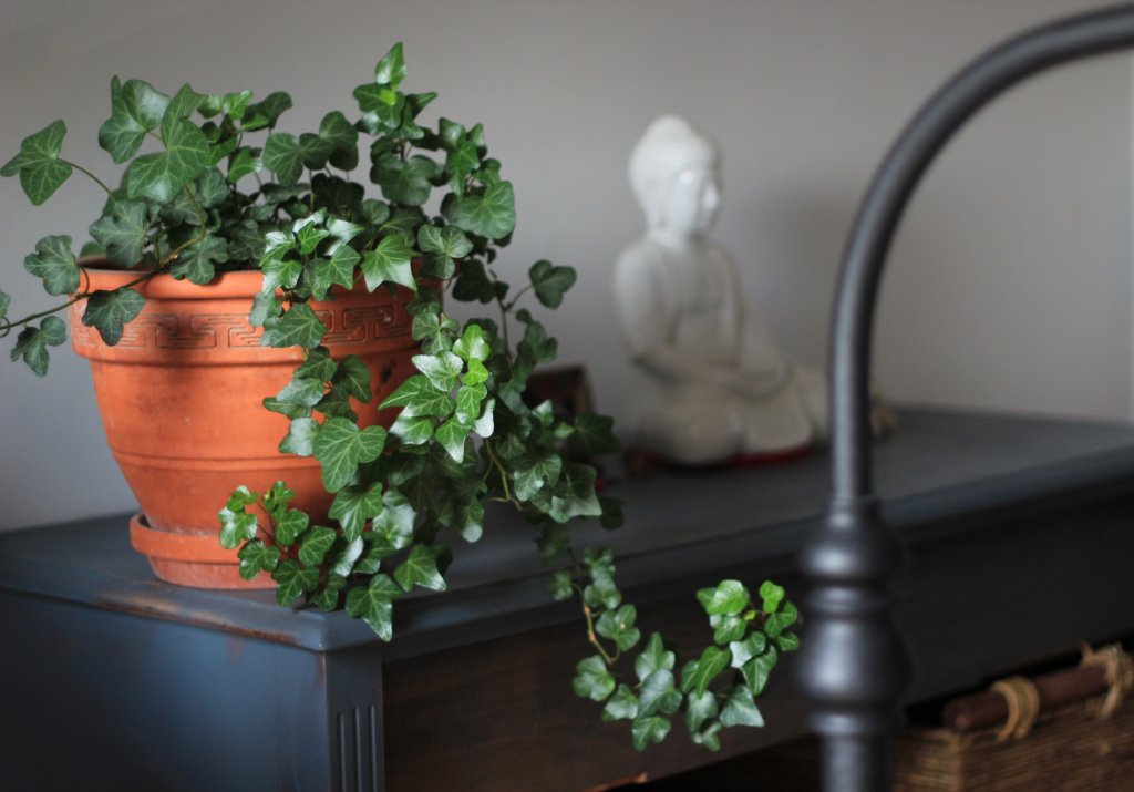 A houseplant in a pot with a saucer