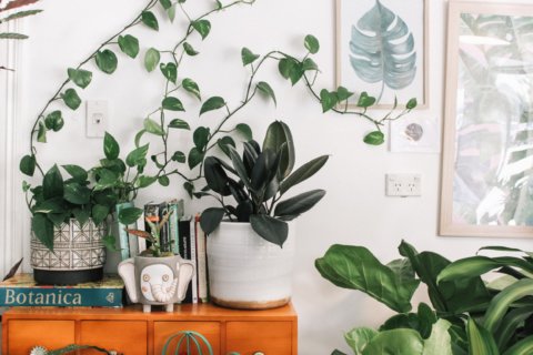 How to grow houseplants—with or without a green thumb