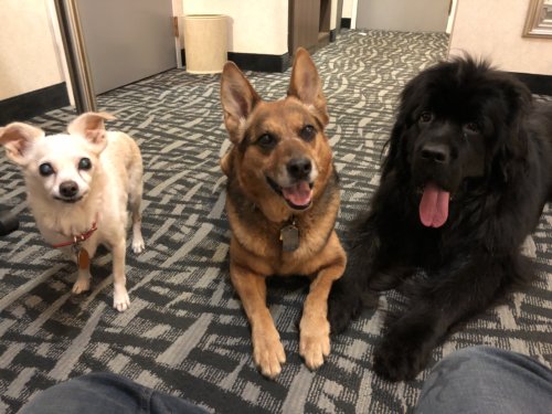 Hotel Dogs