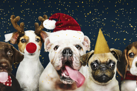 How to celebrate the holidays with your pets