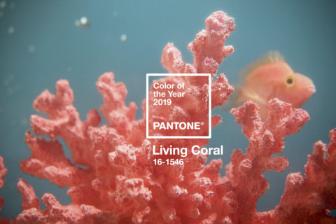 Embrace Living Coral, the Pantone Color of the Year, with these pretty products