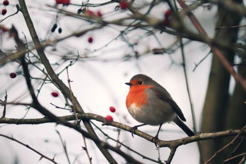 Try these backyard bird feeding tips to help birds get through winter